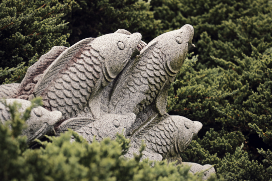 fish-in-bush