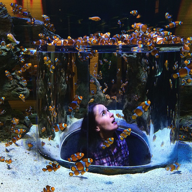 Looking for Nemo today at the #2OceansAquarium at the @vandawaterfront 🐟