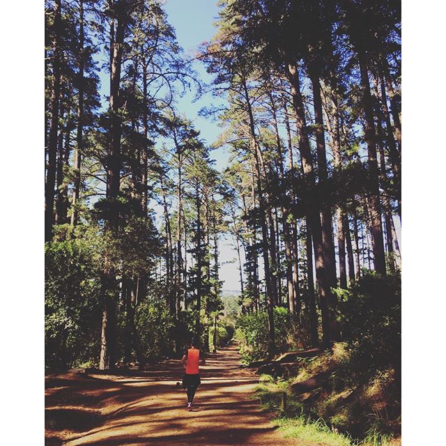 Great 7km run/walk/hike through newlands forest for the #JohnInceMemorialRun